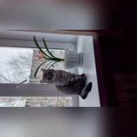 Сима, Шотландскся