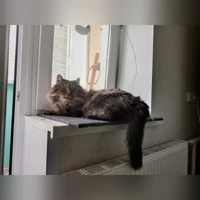 Метис сибирской