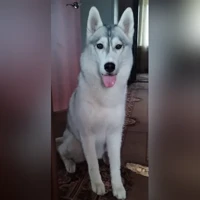 Урсула, белый с серым