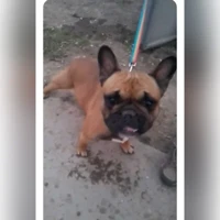 золото в черной маске