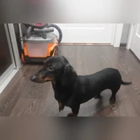 Черный-рыжий