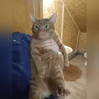 Домашняя