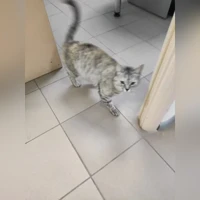 Домашняя, черепаховый