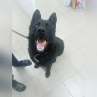 Tiada foto