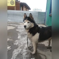 Tiada foto