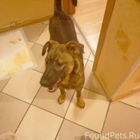 Домашняя, Серый с коричневым