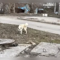 Домашняя
