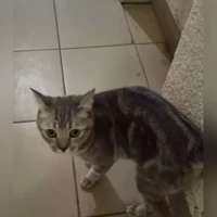Домашняя