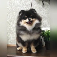 Соня, Черный-рыжий-белый