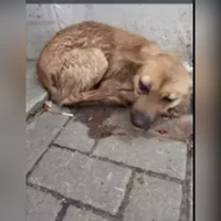Домашняя