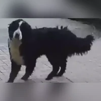 метис