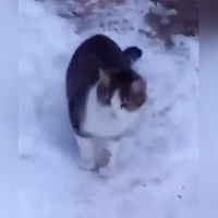 Домашняя, белый с серым