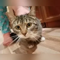 Домашняя