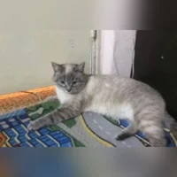 Домашняя, белый с серым