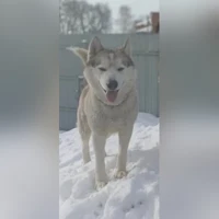 Граф, белый- серый