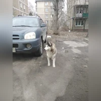 белый с серым
