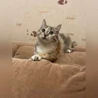 Чу, Домашняя, Черный-рыжий-белый