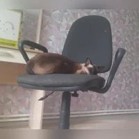 сиамская