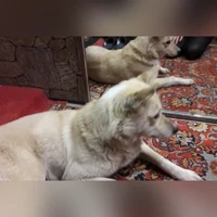домашняя, Бежевый