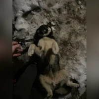 метис