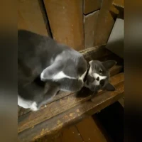 метис, серый с белым