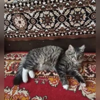 Барсик, Домашняя