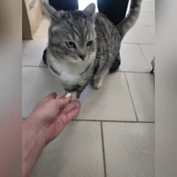 шотландец