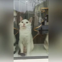 Петюня, Домашняя, белый с серым