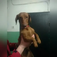 Tiada foto