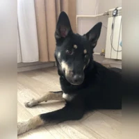метис