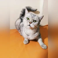 шотландская