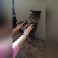 домашняя