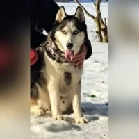 Беркут