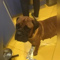 золото в черной маске
