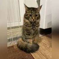 Буся