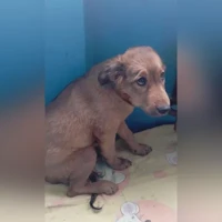 метис
