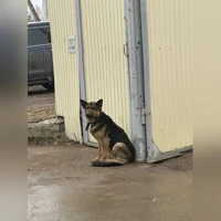 черпачный