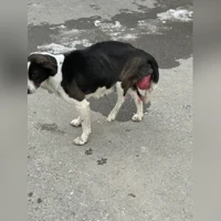 домашняя