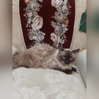 сиамская