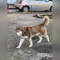 белый- шоколад