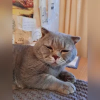 шотландец