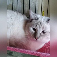 тайская
