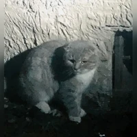 шотландская