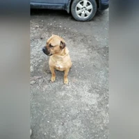 золото в черной маске