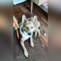 метис, Черный-рыжий-белый