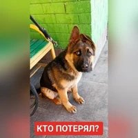 черпачный
