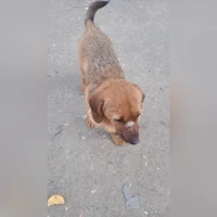 домашняя