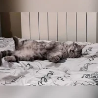 шотландская