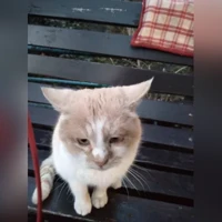 метис