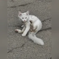 домашняя